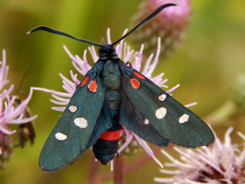 Zygaena ephialtes
